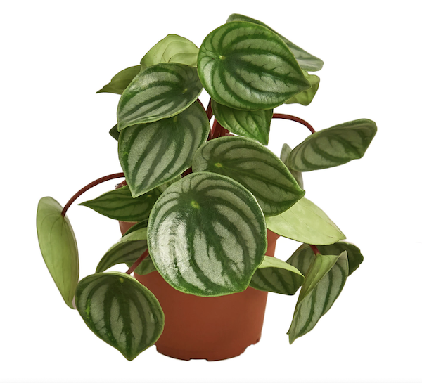 Leafme Watermelon Peperomia Plant